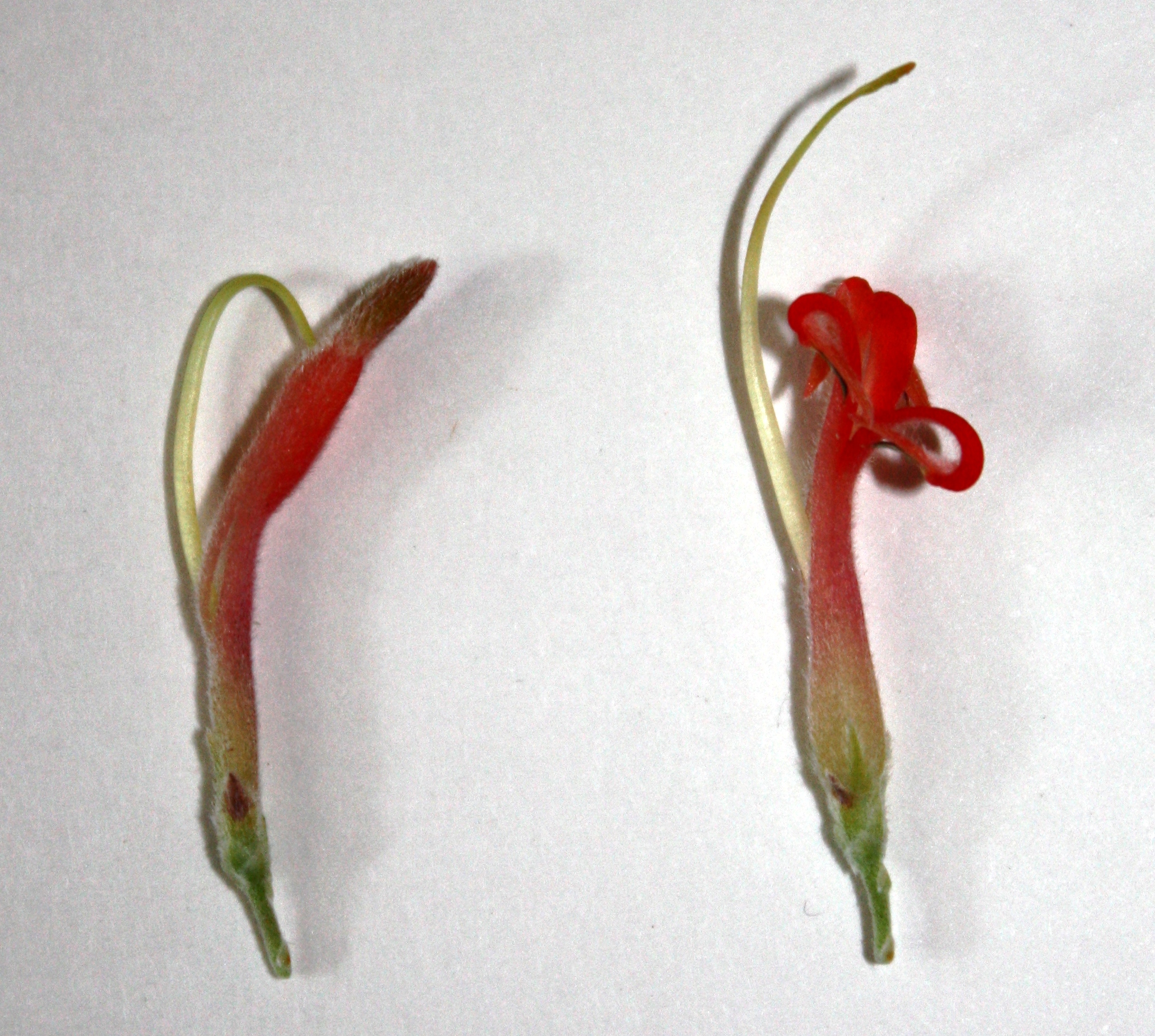 Adenanthos Wiki