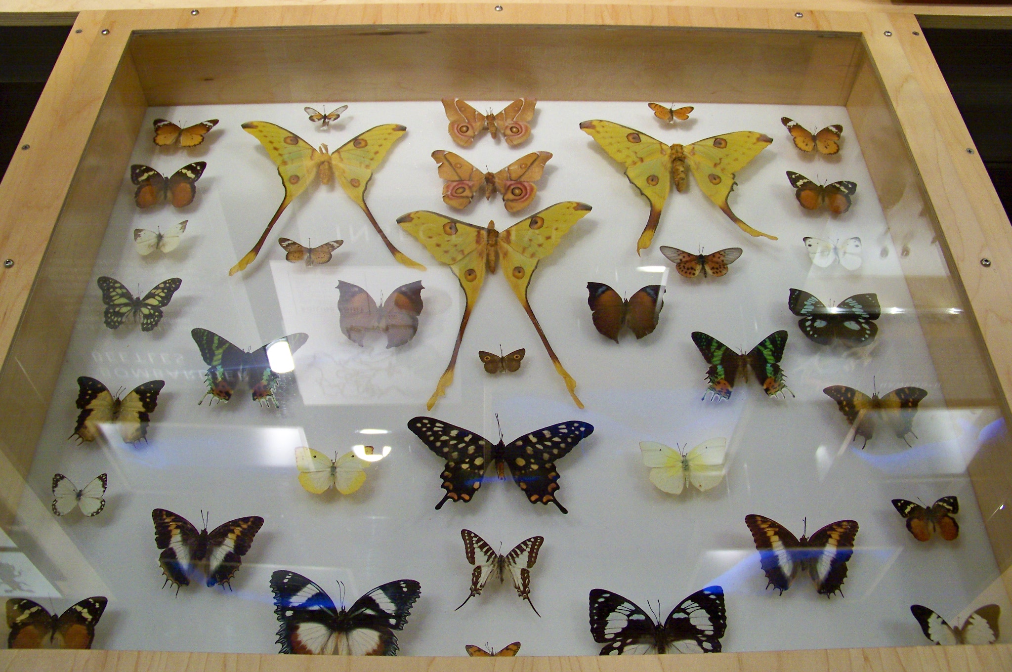 FileCASButterfly Collection.JPG