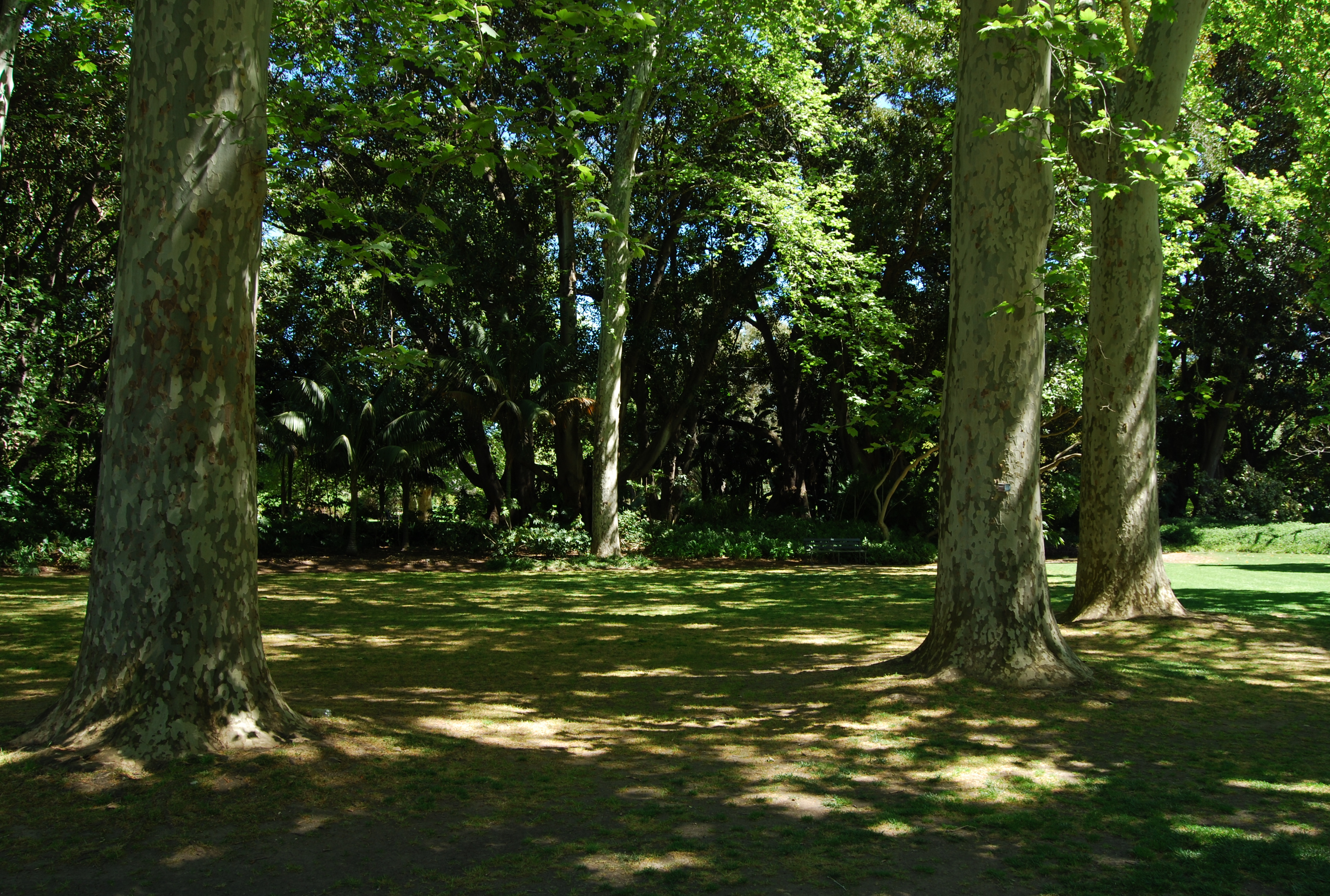 FileDappled Shade Adelaide Botanic Garden.JPG Wikimedia Commons