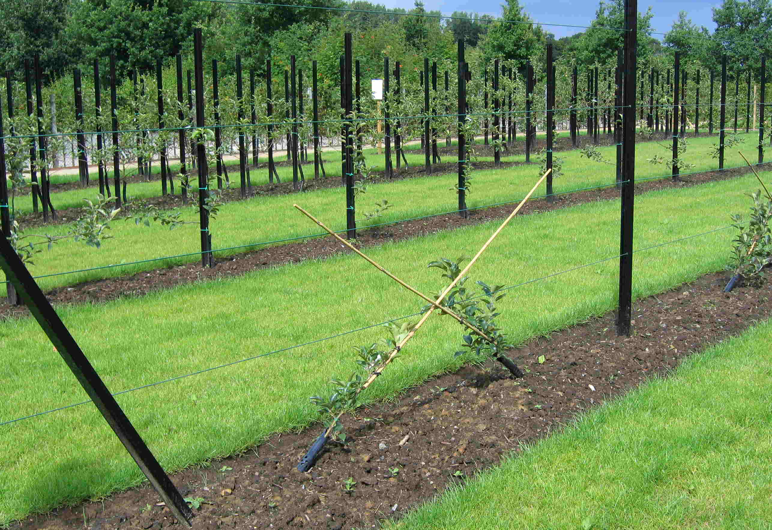 FileFruit tree forms at Gaasbeek.JPG Wikimedia Commons