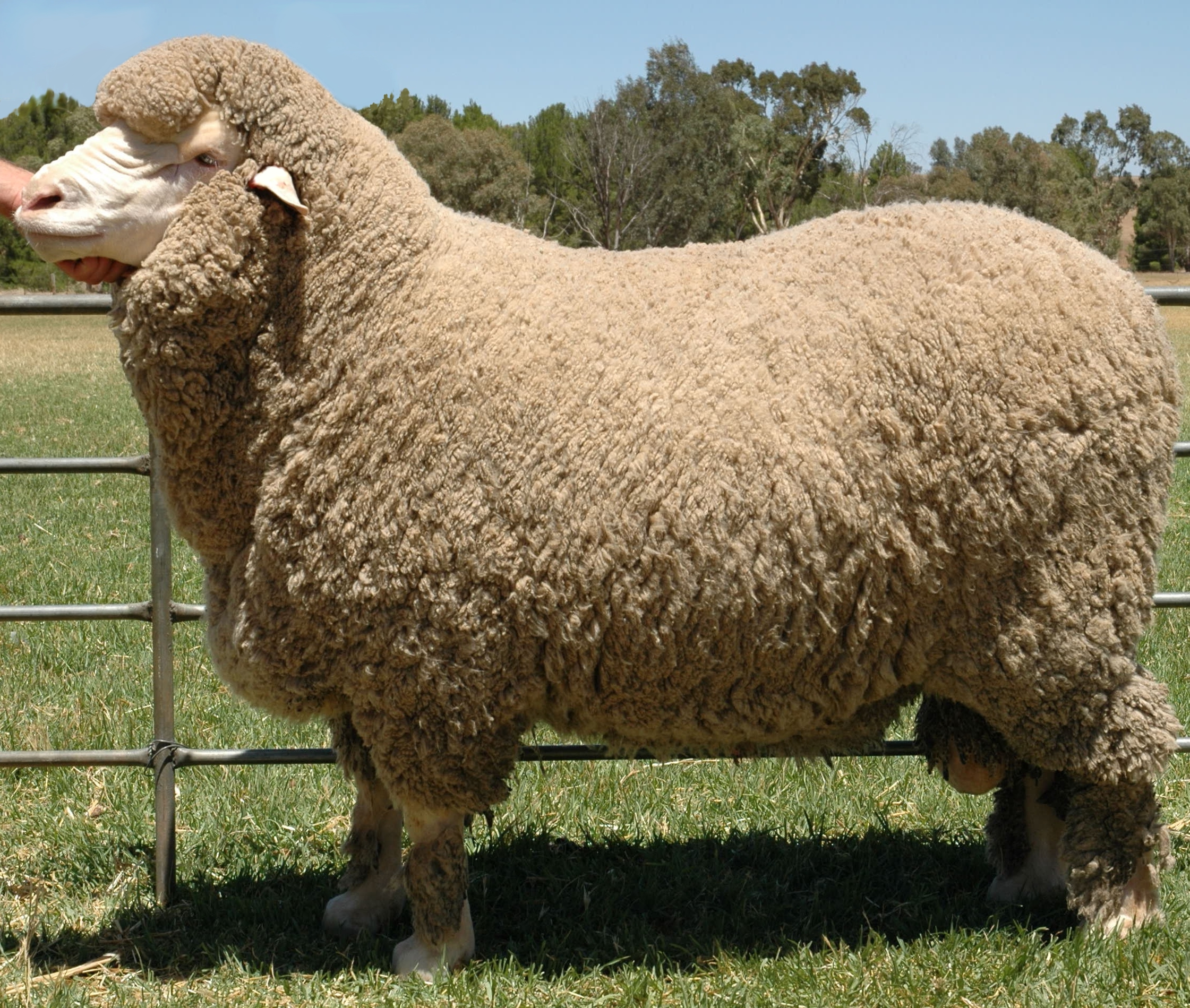FilePoll Merino.jpg Wikimedia Commons