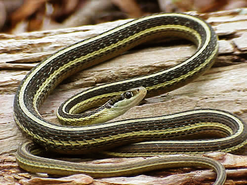 Thamnophis Sauritus Sauritus - Wikipedia