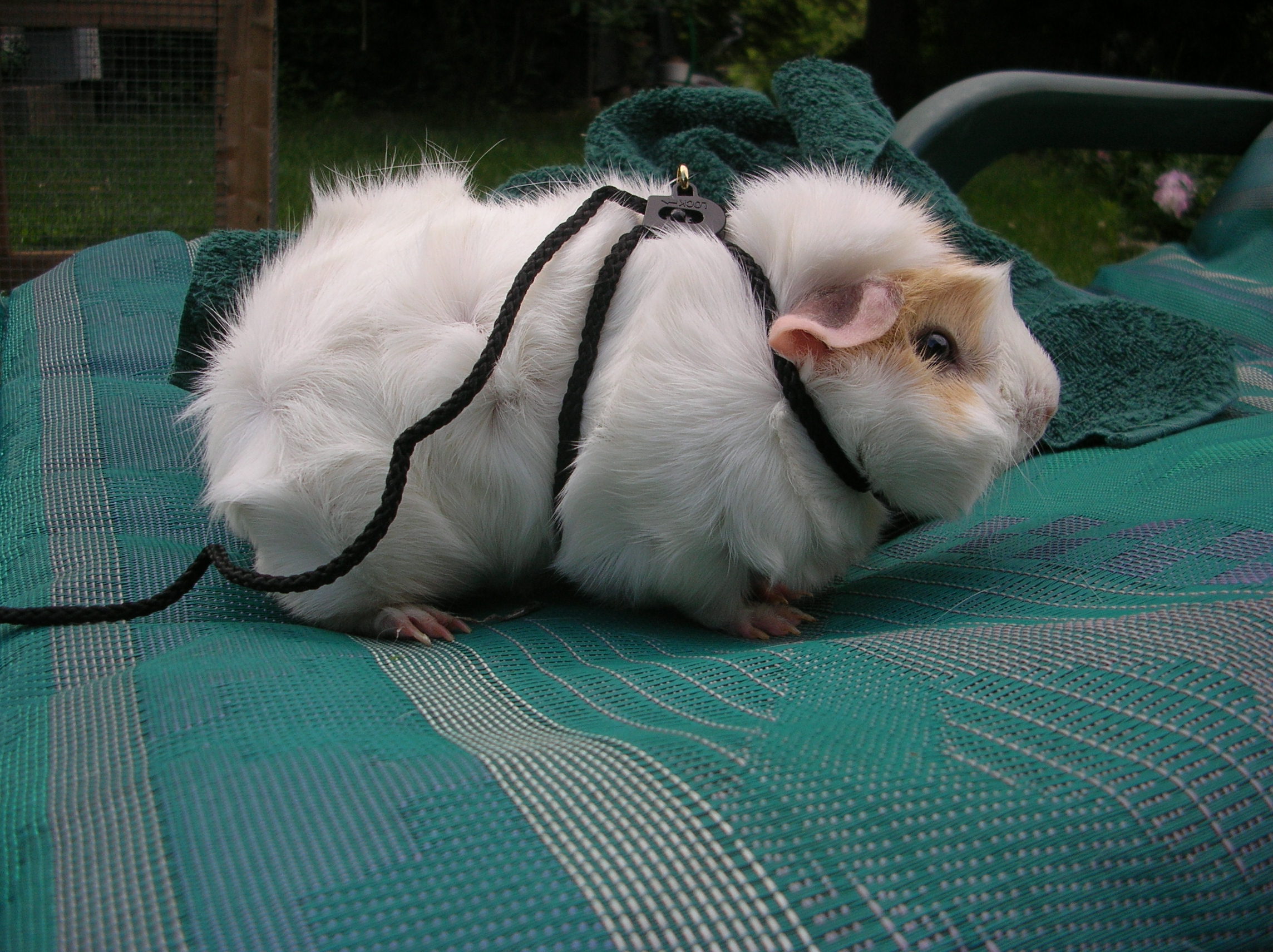 FileLeashed guinea pig.JPG Wikimedia Commons