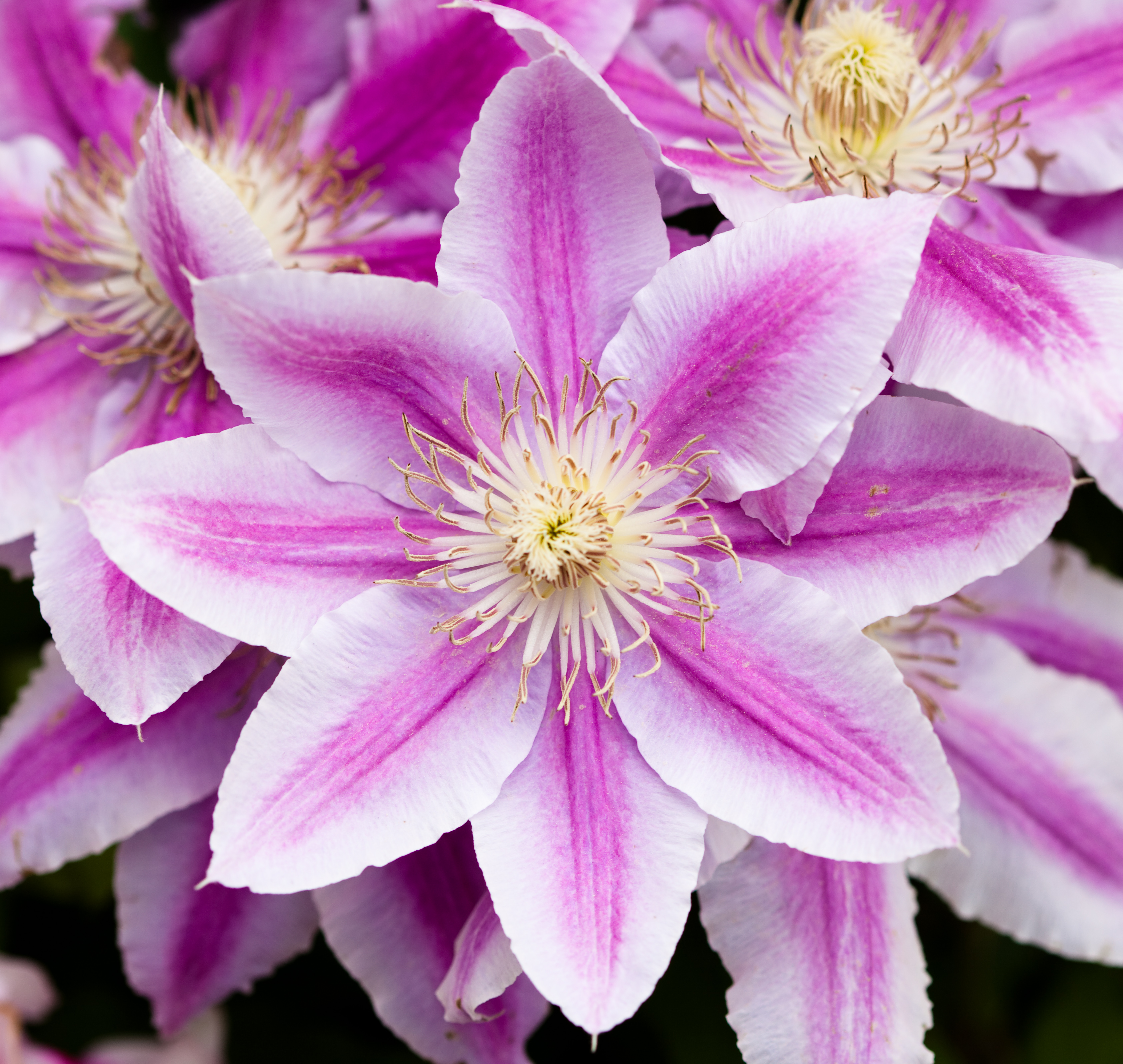 ФайлPink Clematis.jpg Уикипедиэ