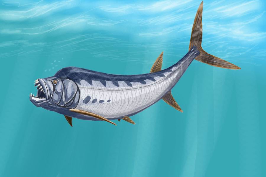 魚類の化石」のブログ記事一覧-テツの部屋Ｂ シファクティヌス - Wikipedia