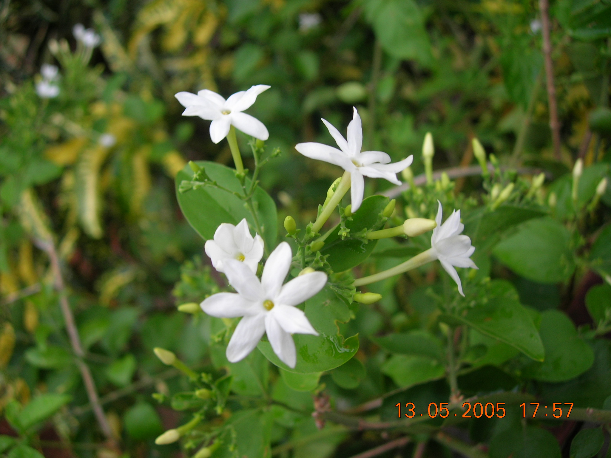 FileJasmine0004.JPG Wikipedia