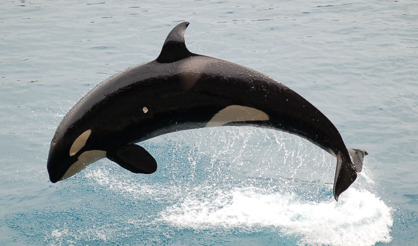 marinemammalspage Orca