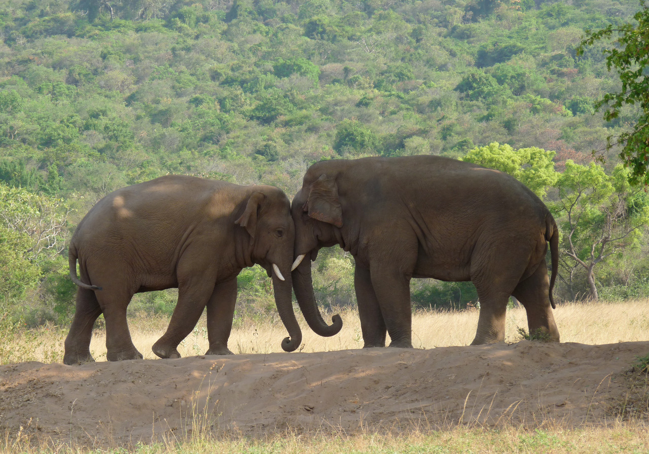 FileTwoElephants.JPG Wikimedia Commons