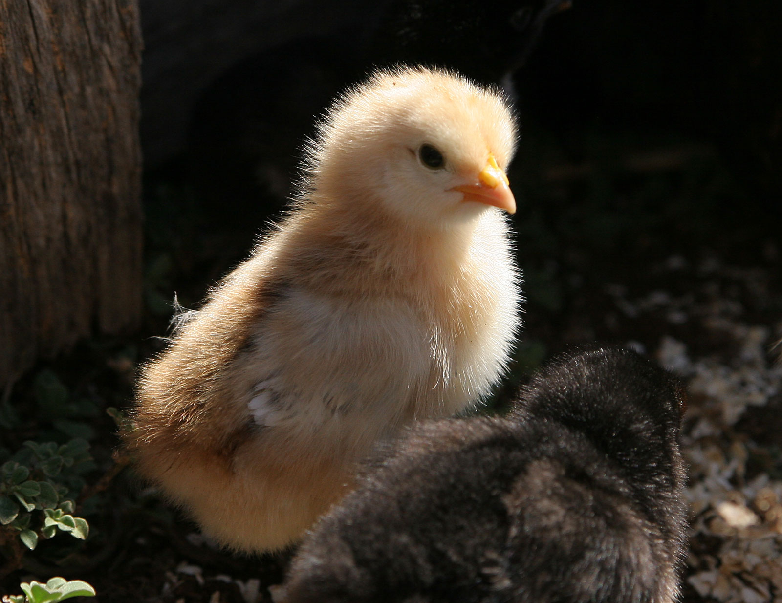FileChick05.jpg Wikimedia Commons