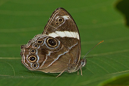 Lethe Confusa - Wikipedia Bahasa Indonesia, Ensiklopedia Bebas