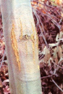 Plant disease resistance Wikipedia