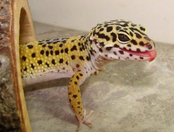 Leopard Gecko - Simple English Wikipedia, The Free Encyclopedia
