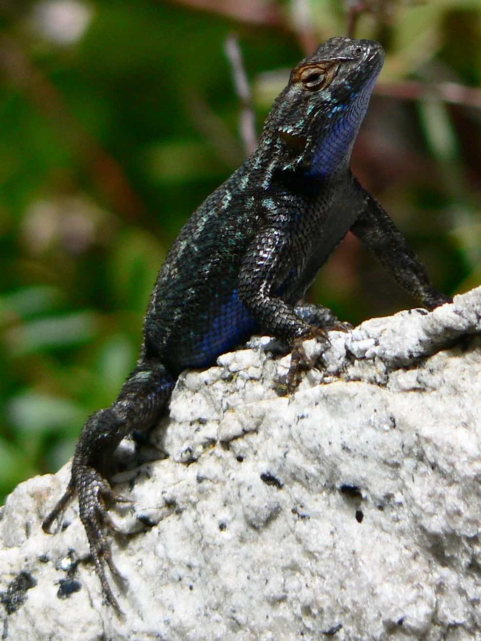 Western Fence Lizard - Wikipedia
