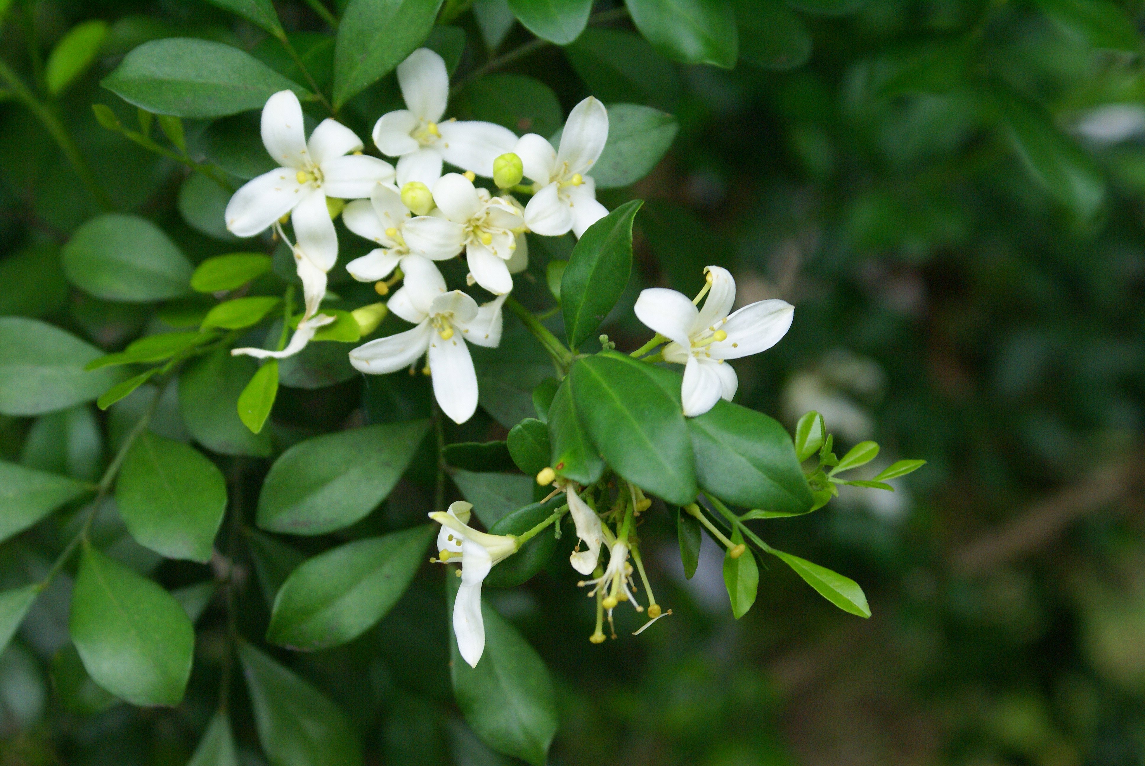 FileMurraya paniculata flowers.JPG Wikimedia Commons