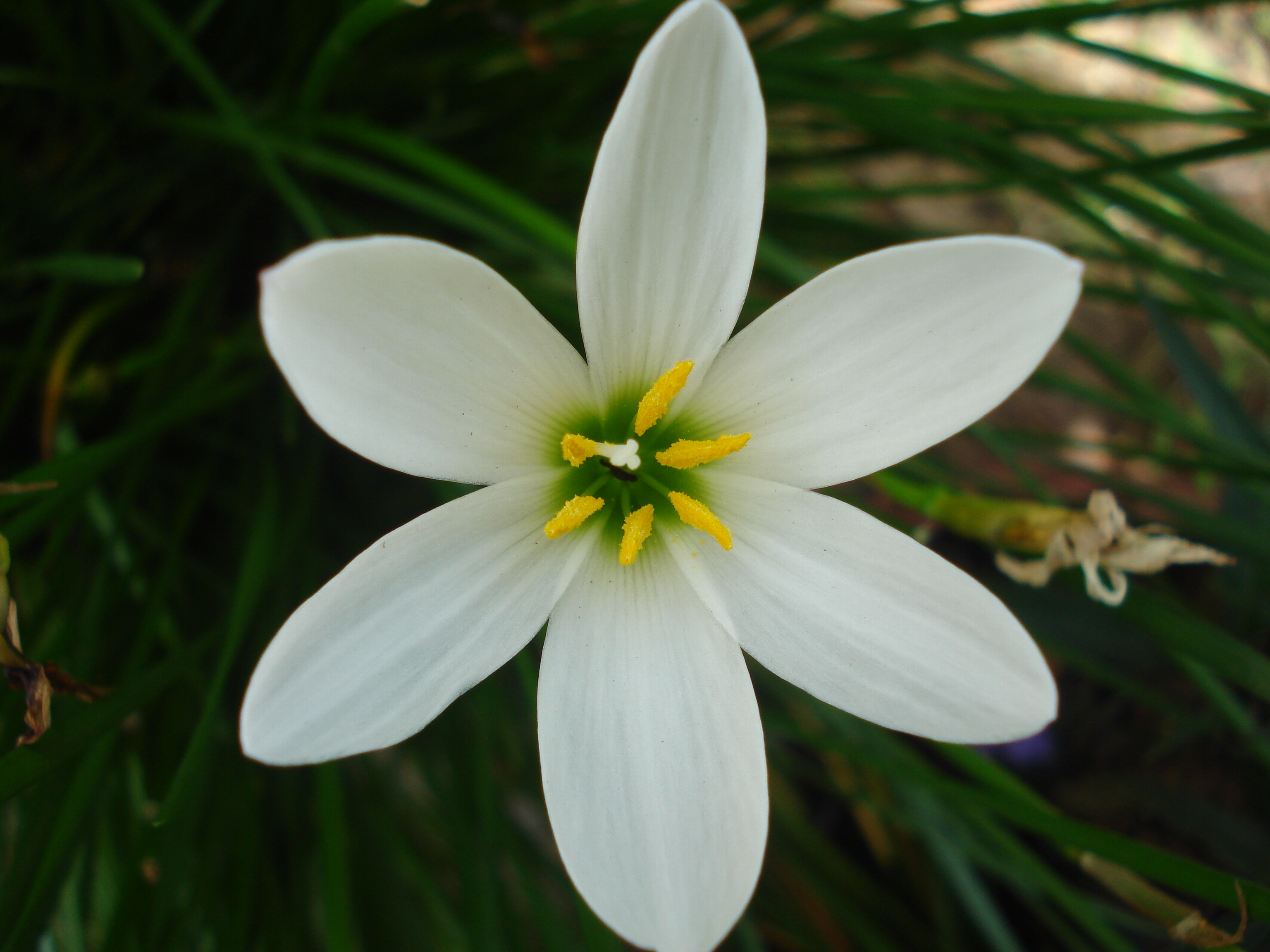 FileLilywhite.JPG Wikimedia Commons