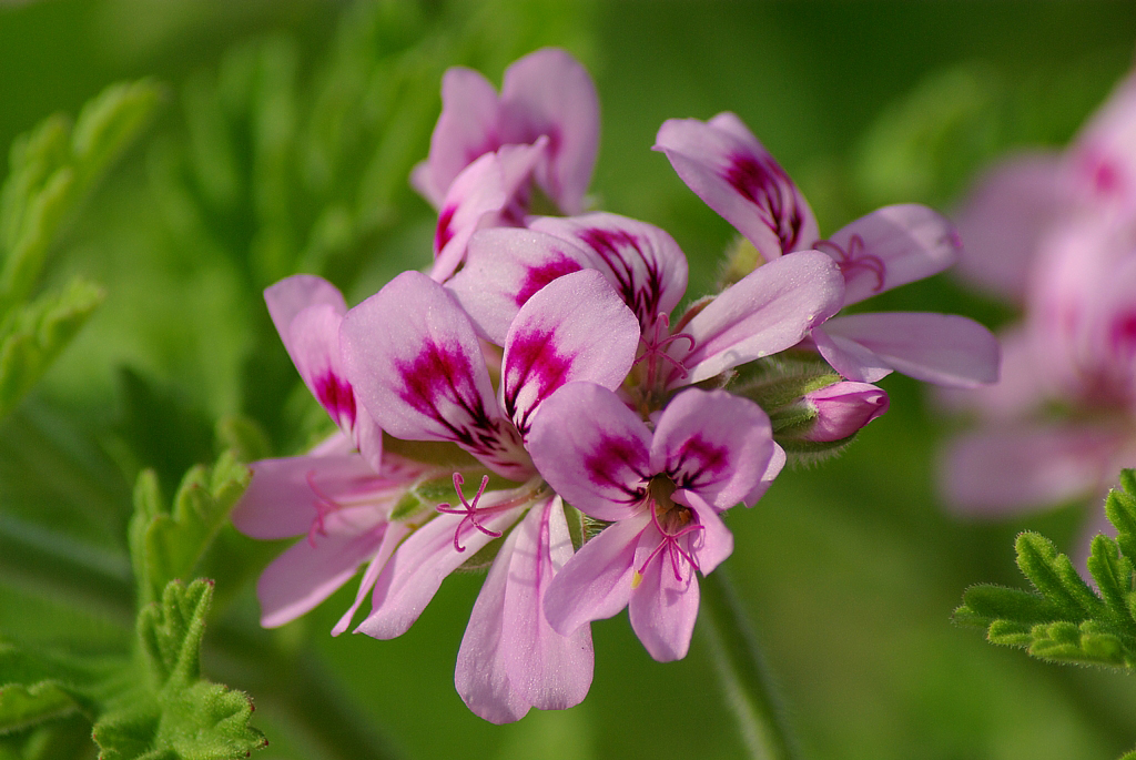 FileRose Geranium cluster.jpg Wikimedia Commons
