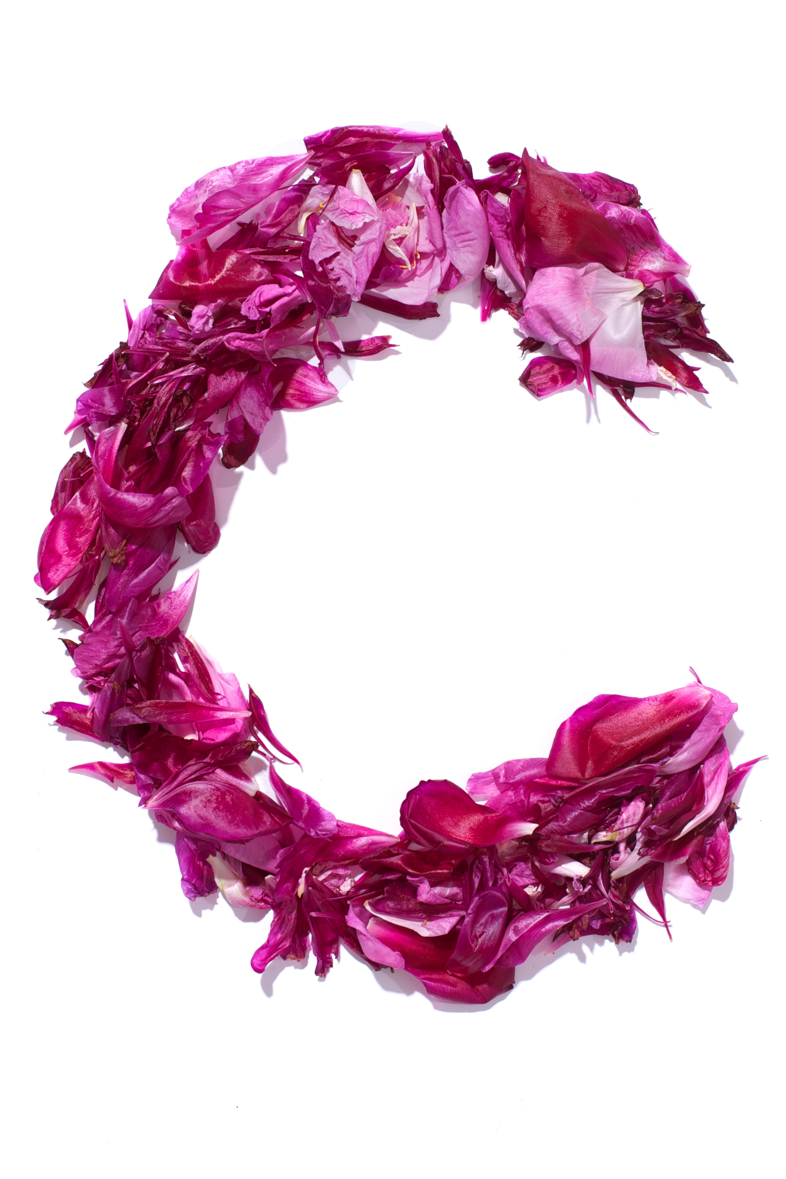 FileFlower Alphabet C.jpg Wikimedia Commons