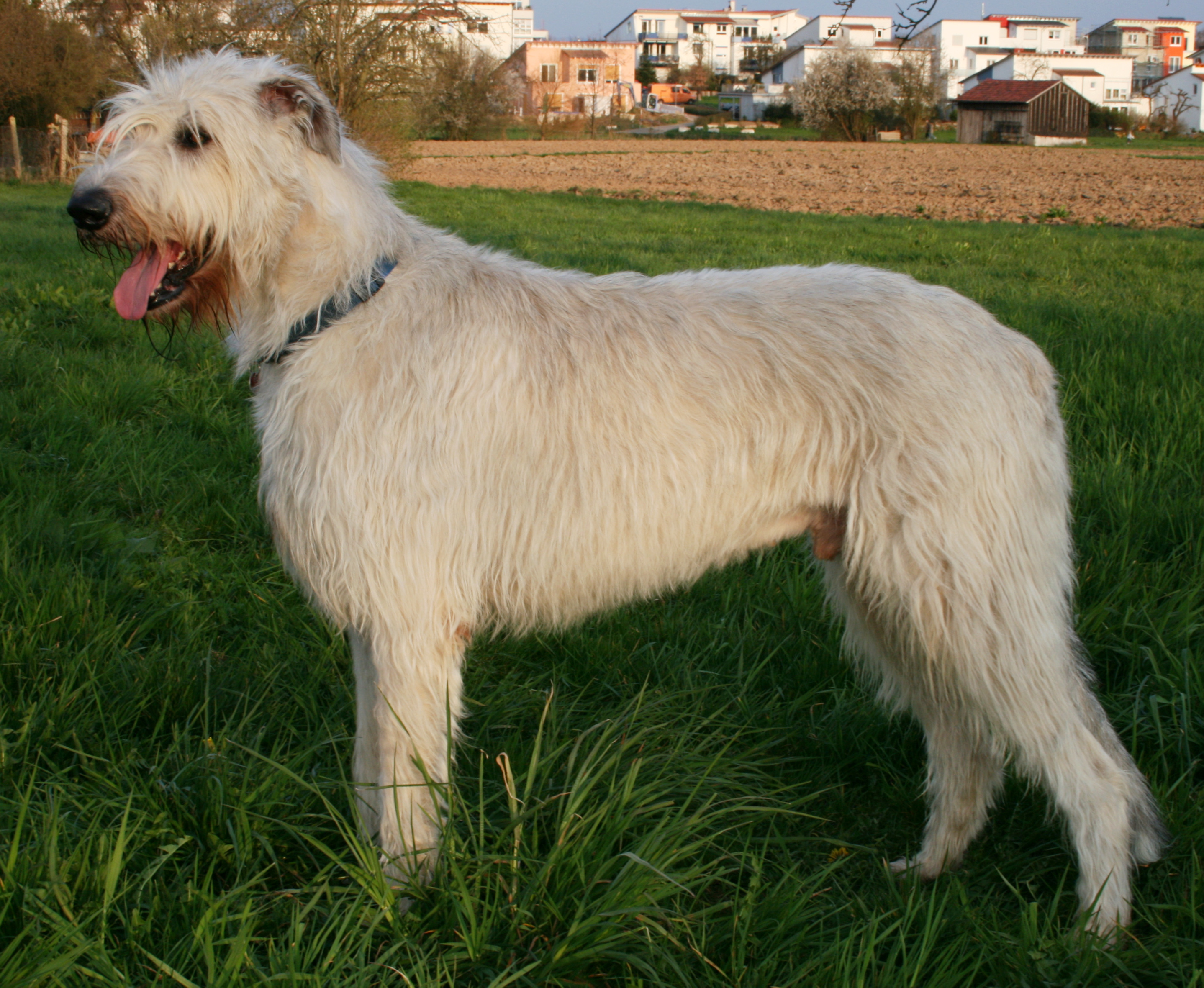 SouborIrish wolfhound Wikipedie