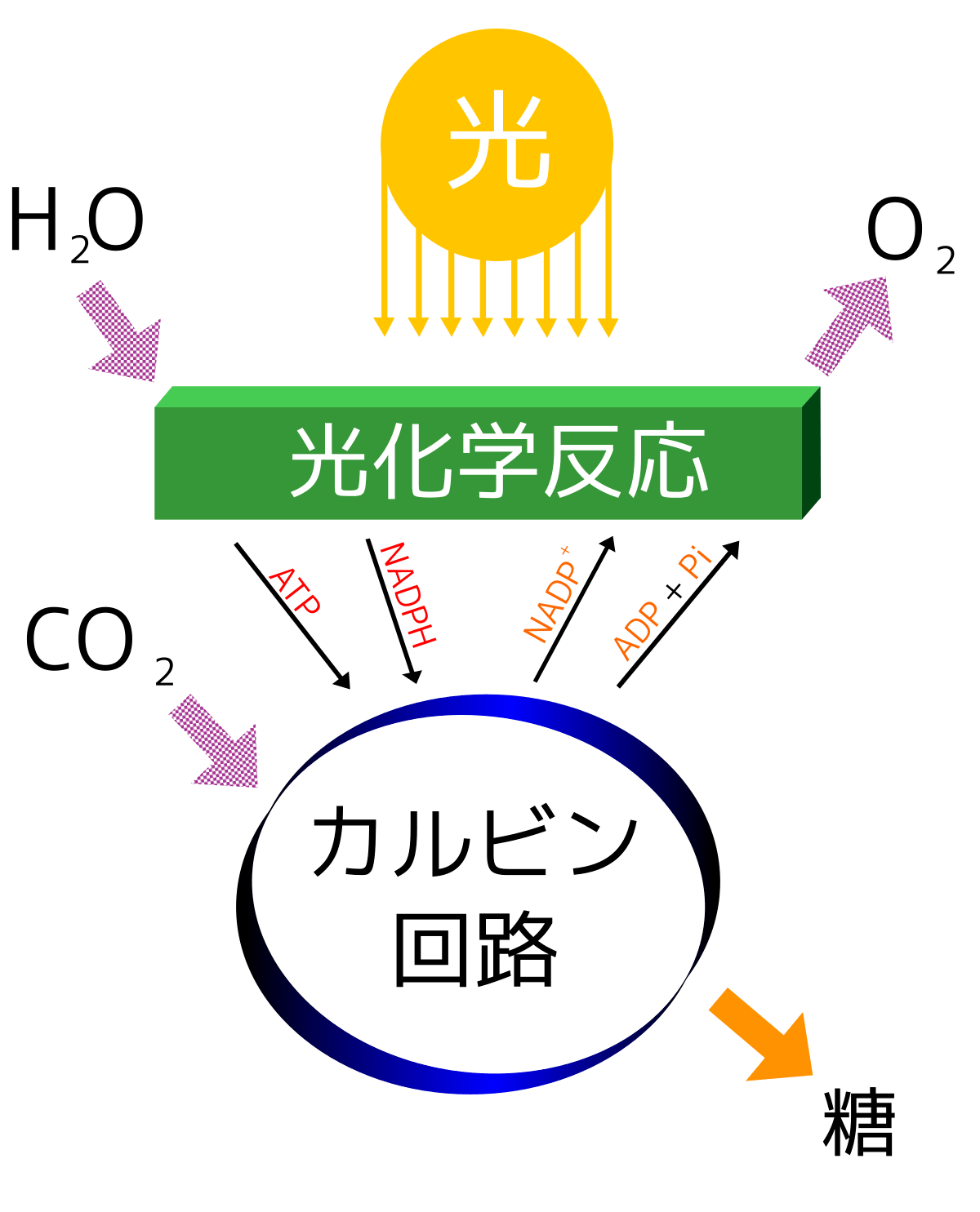 高校生物】「炭酸同化」 | 映像授業のTry It (トライイット) 光合成 - Wikipedia