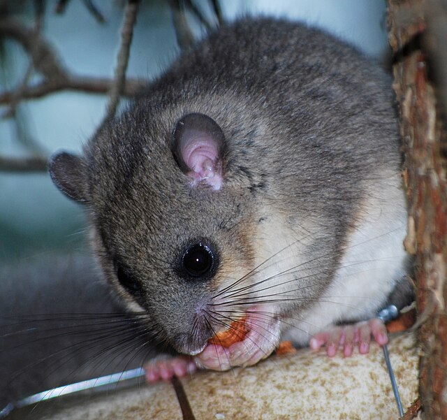 Glis (genus) Wikipedia