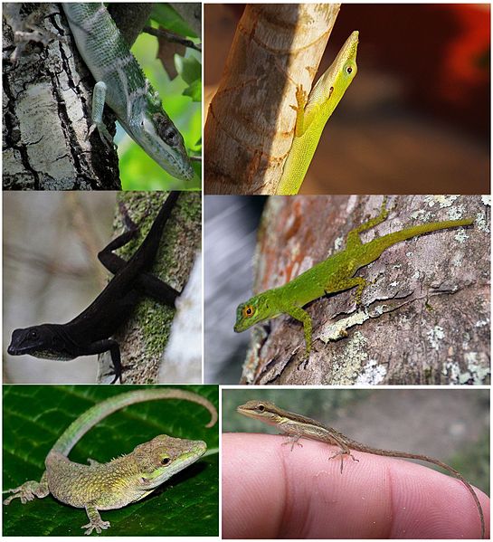 FileAnolis examples.jpg Wikimedia Commons