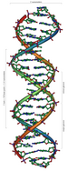 English: An overview of the structure of DNA. English: An overview of the structure of DNA.