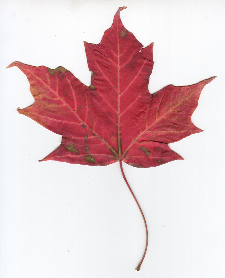 FileCanadian maple leaf.jpg Wikipedia