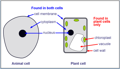 Plants and animals are made up of millions of cells animal cells are also the basic functional unit of life for animals constituting all cell organelles that what do they mean by the animal cell cytoplasm houses most of the organelles? File Sci Dia 126 Gif Wikipedia