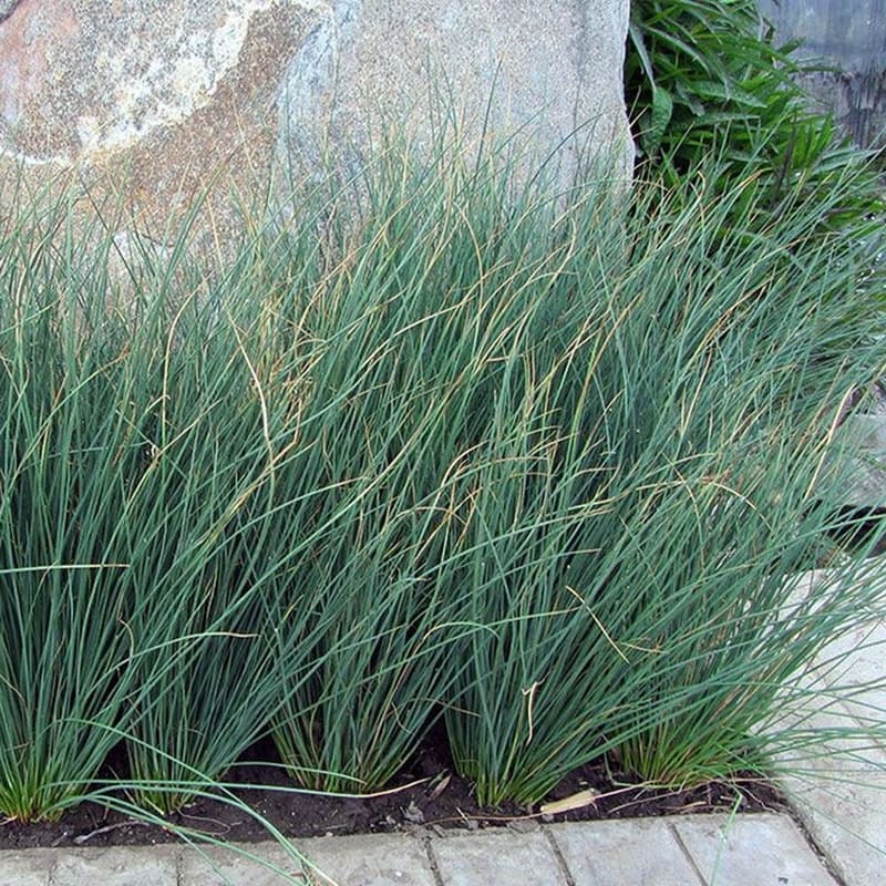 Blue Arrows Juncus 11cm