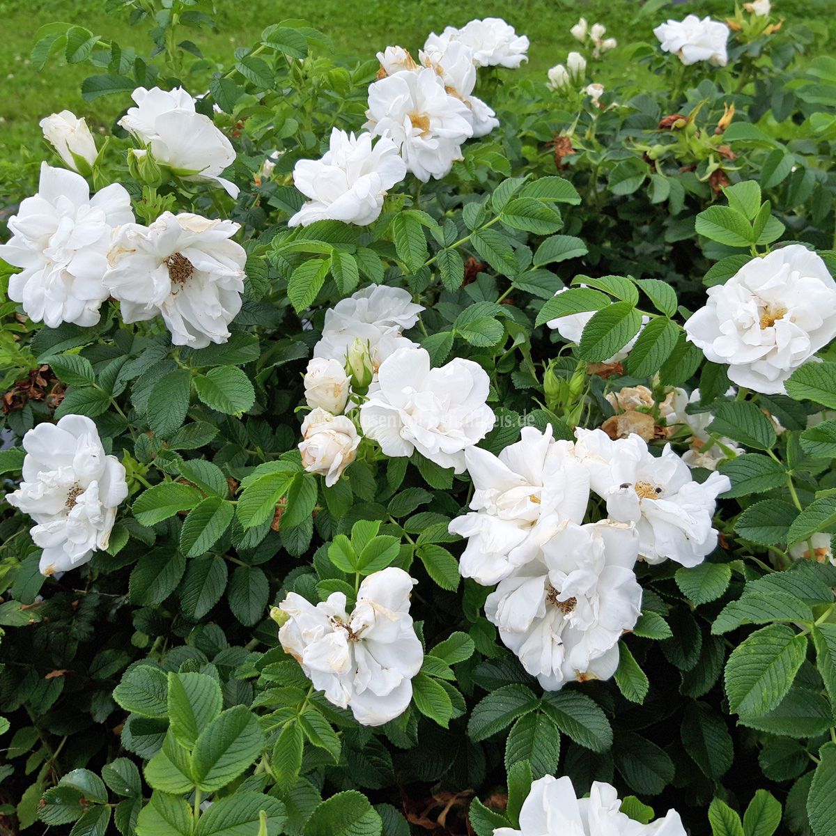 Blanc Double de Coubert Rose 2 gal