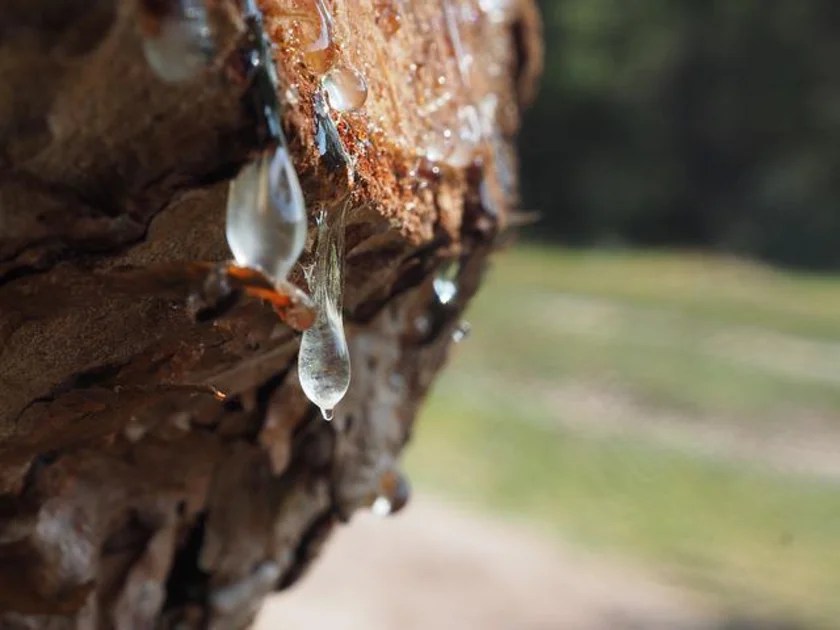 Unveiling the Secrets of Tree Sap Removal A Comprehensive Guide for