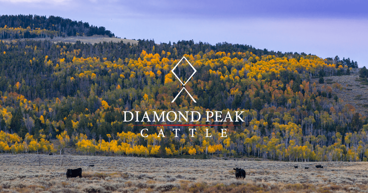Home Diamond Peak Cattle Company Colorado