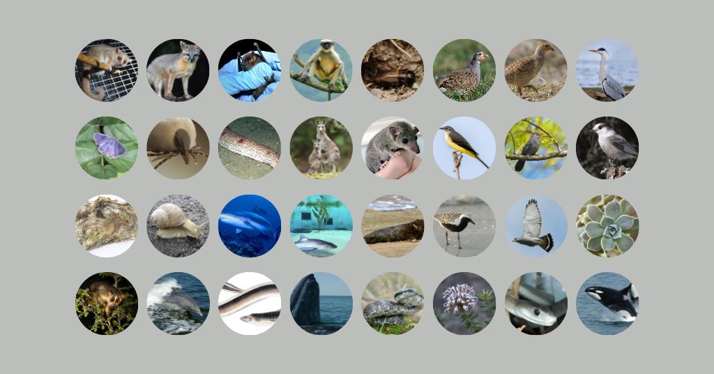 +120 Gray Things Nature's Gray Shades