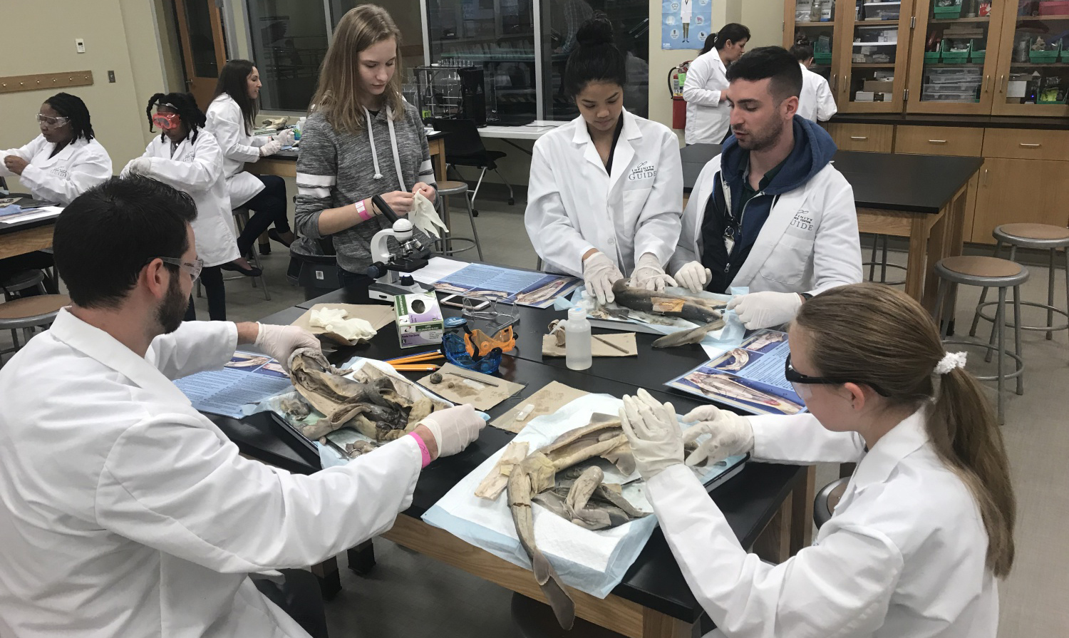 The "DL" on Dissection Labs