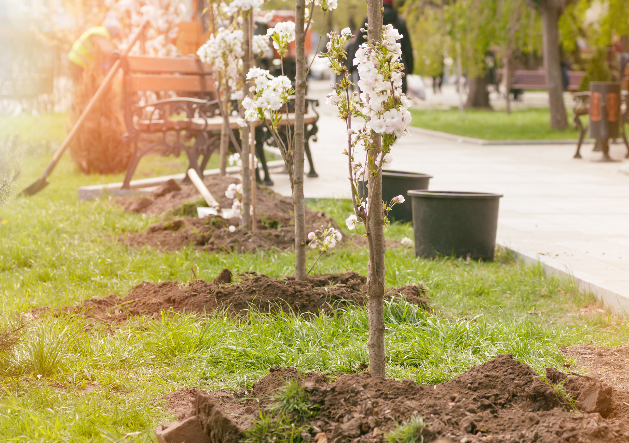 San Jose Tree Service Tree, Arborist, & Landscaping Services