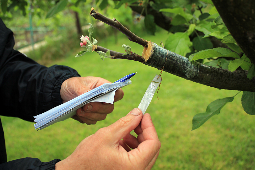 San Jose Tree Service Tree, Arborist, & Landscaping Services