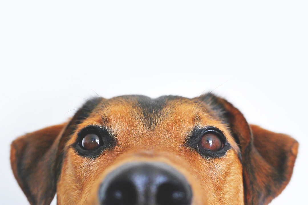 How To Treat Ringworm Near Your Dog’s Eye Fauna Care