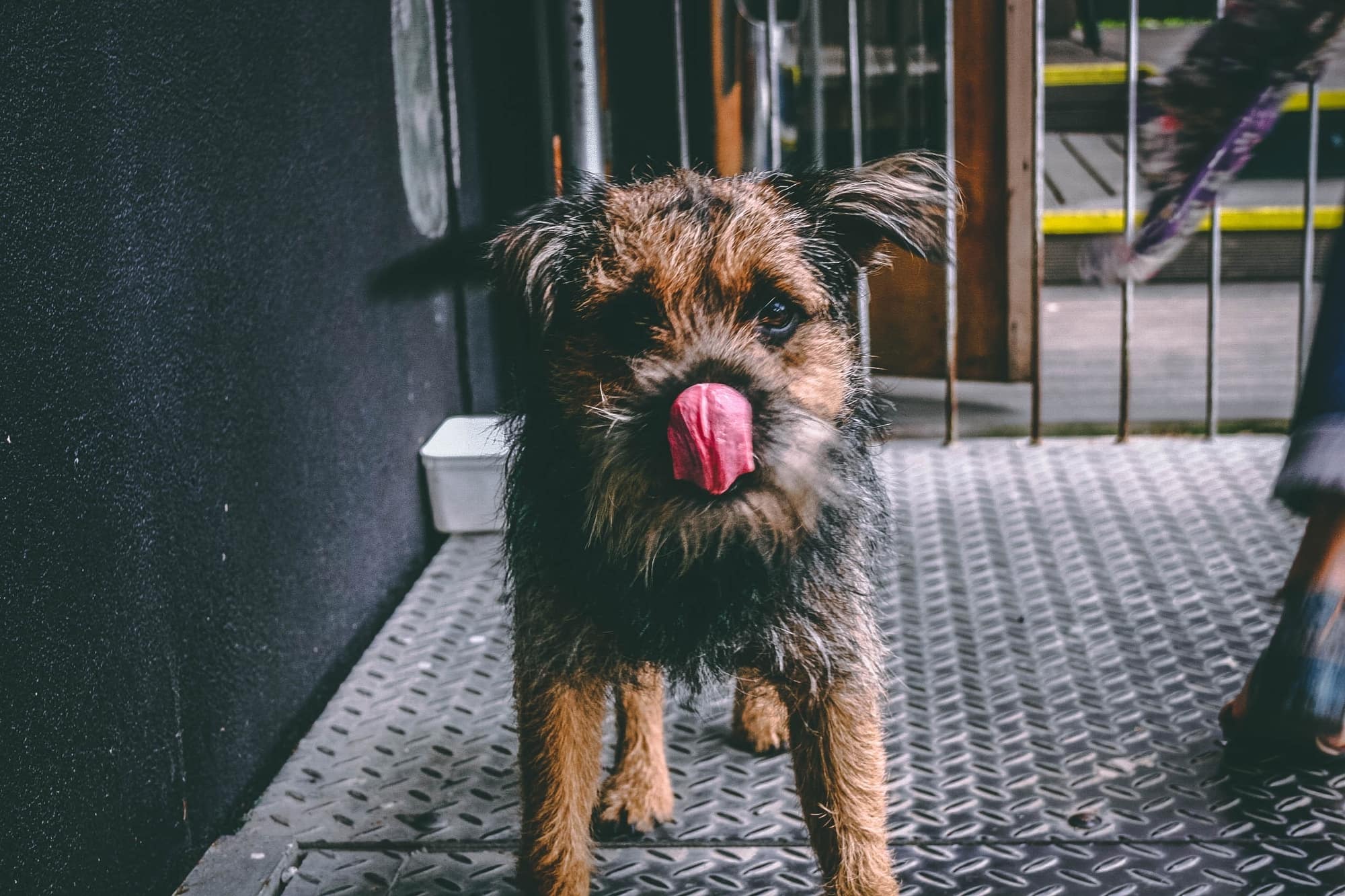 Why do Dogs Lick Their Wounds, and is it Safe? Fauna Care