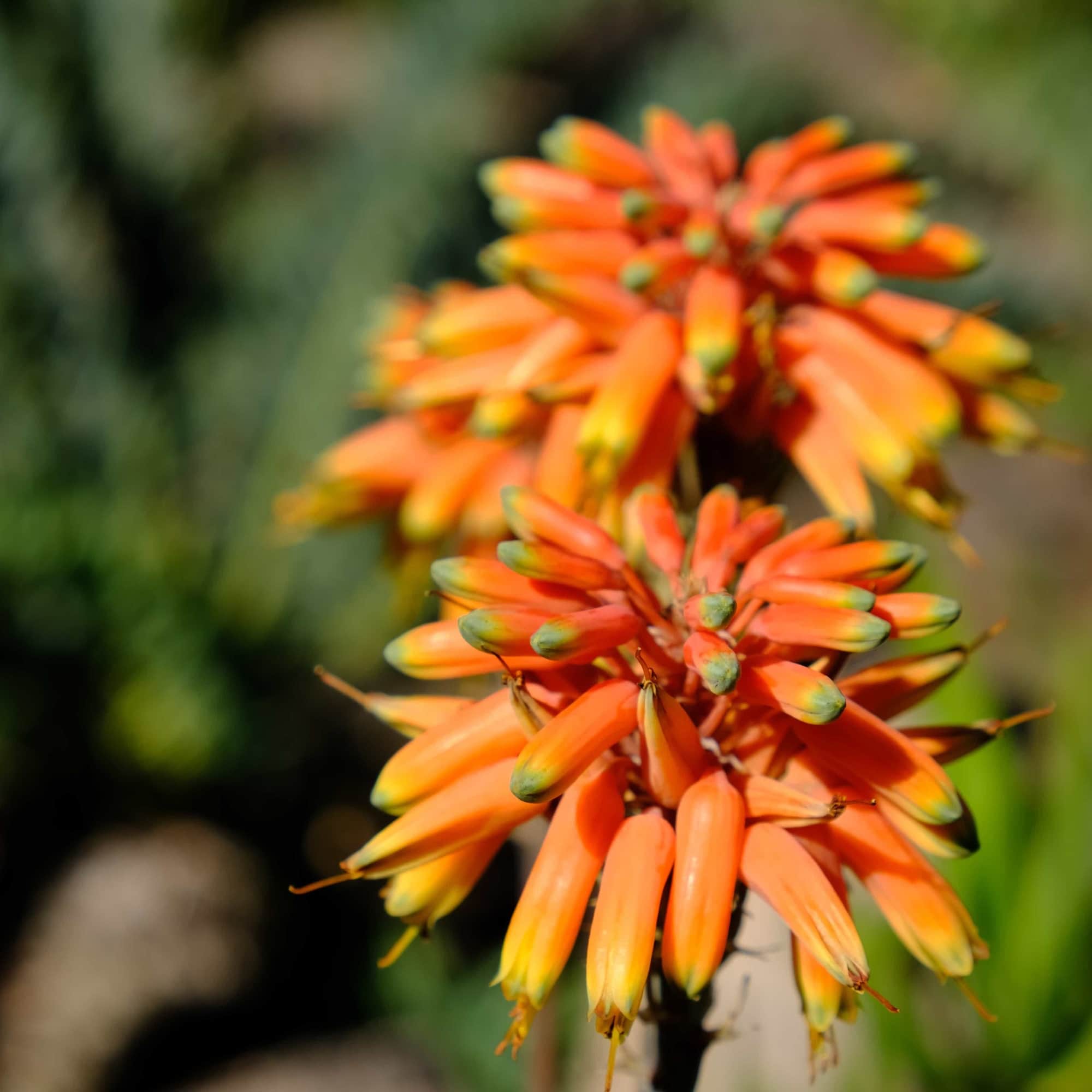 Aloes Aloe "Hercules"