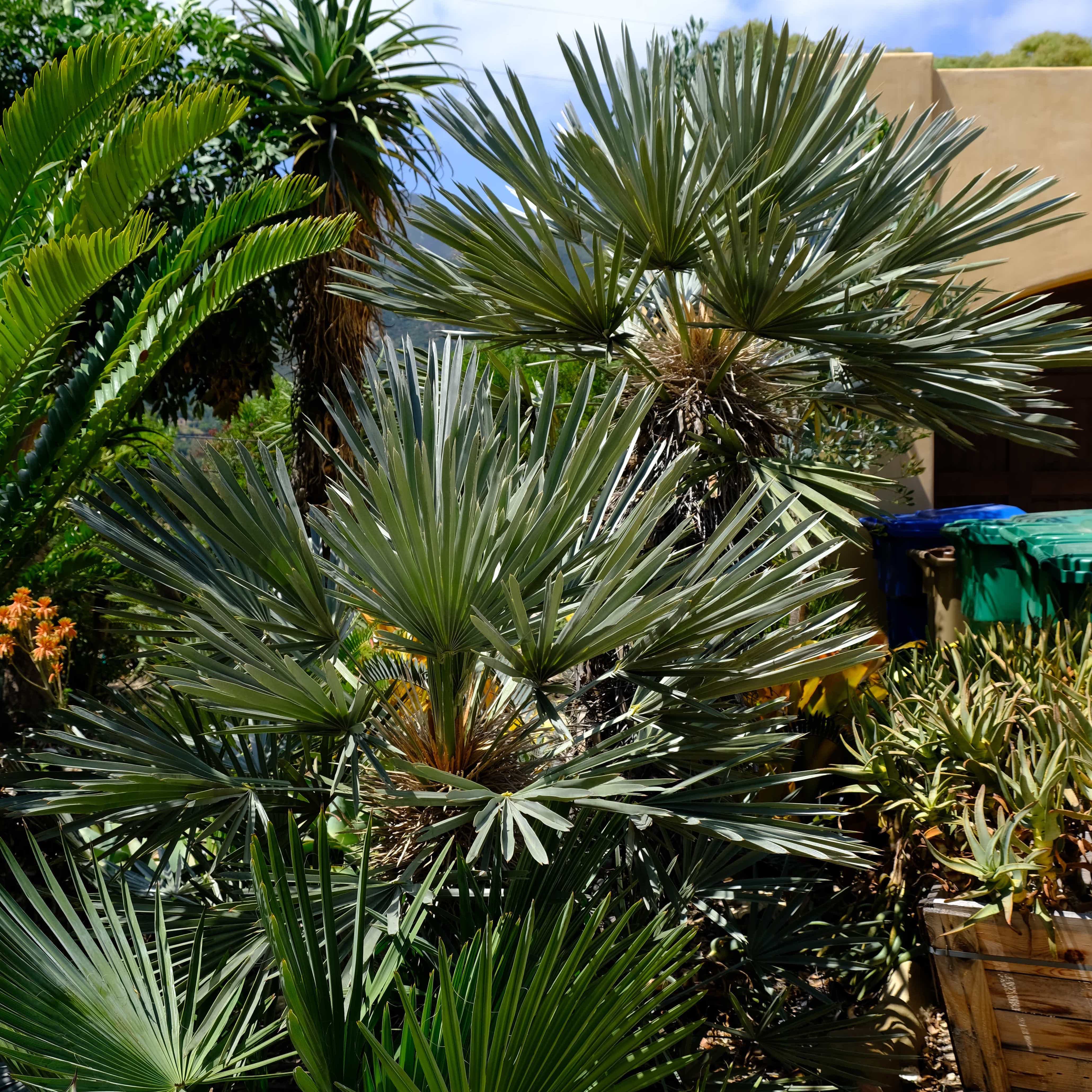 Palms Trithrinax campestris