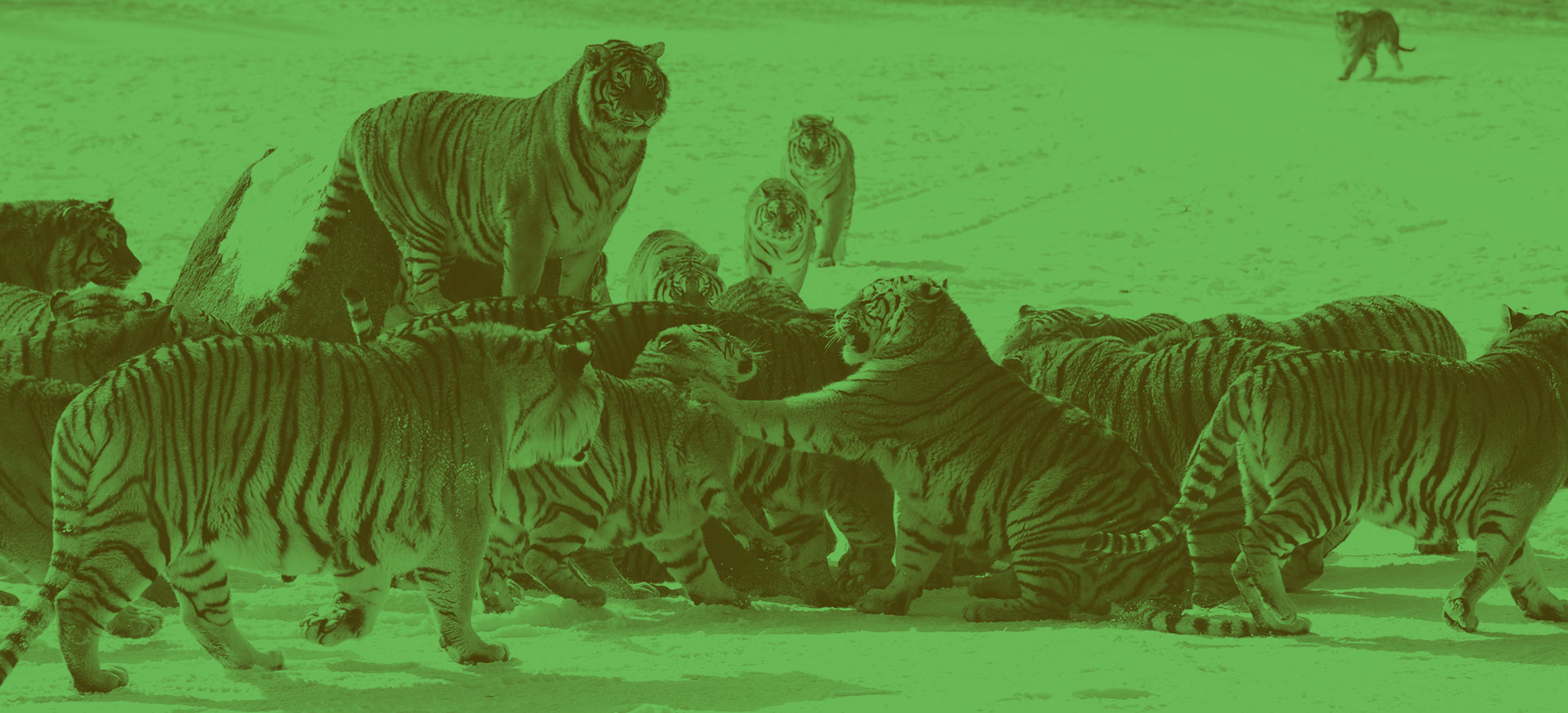 How Similar Are Tiger Hedge Fund Portfolios?