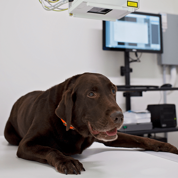 Microchipping Services East Cherokee Vet Clinic