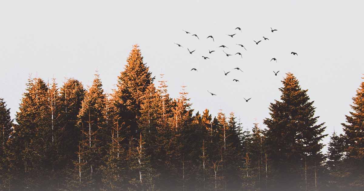 Cloud Migration Strategies
