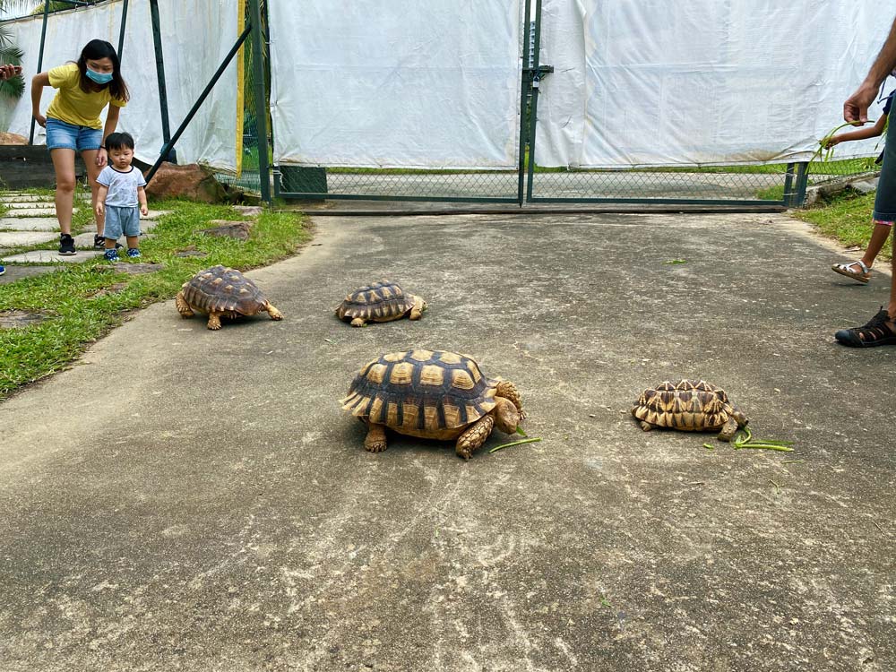 The Live Turtle & Tortoise Museum Get up close to pet