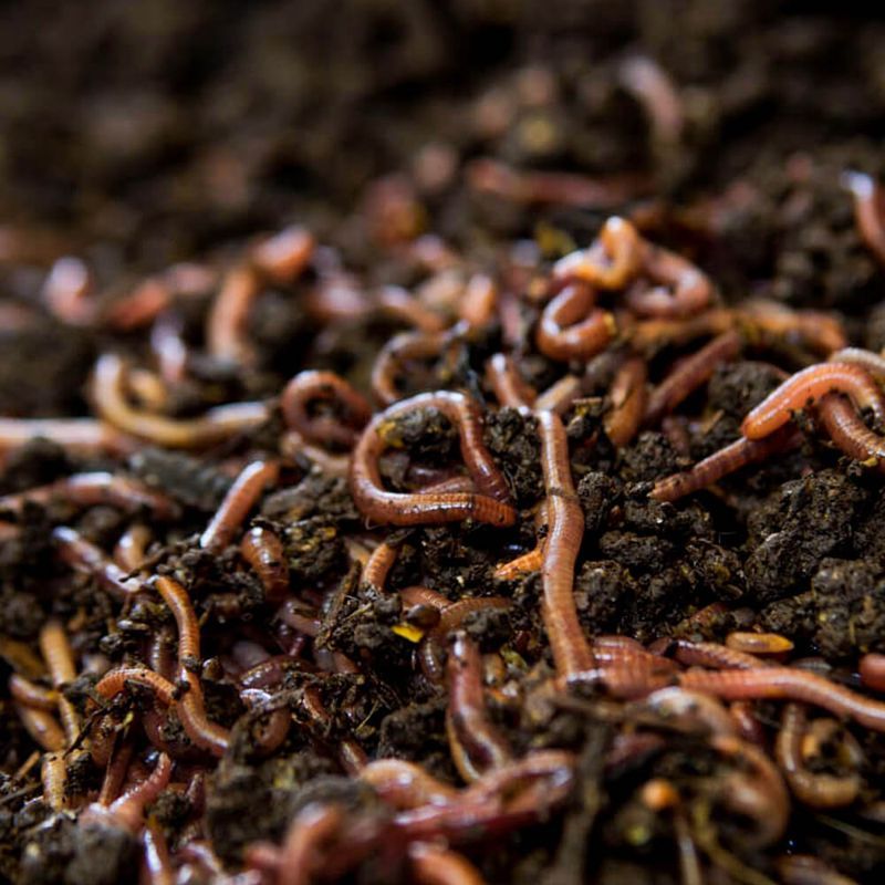 Order Worm Feed & Grit Online Organic Soil Amendments Revival Gardening