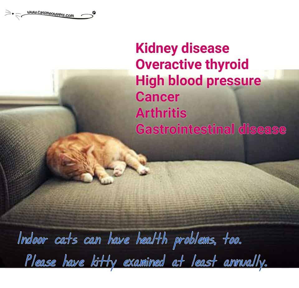 Indoor Cat Disease The Cat's Meow Veterinary Hospital
