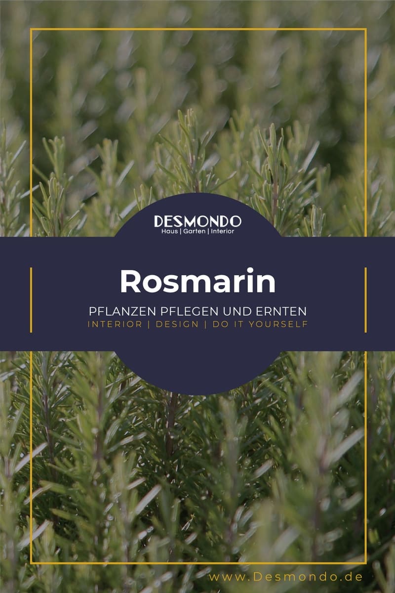 Rosmarin pflanzen, pflegen und ernten So geht's
