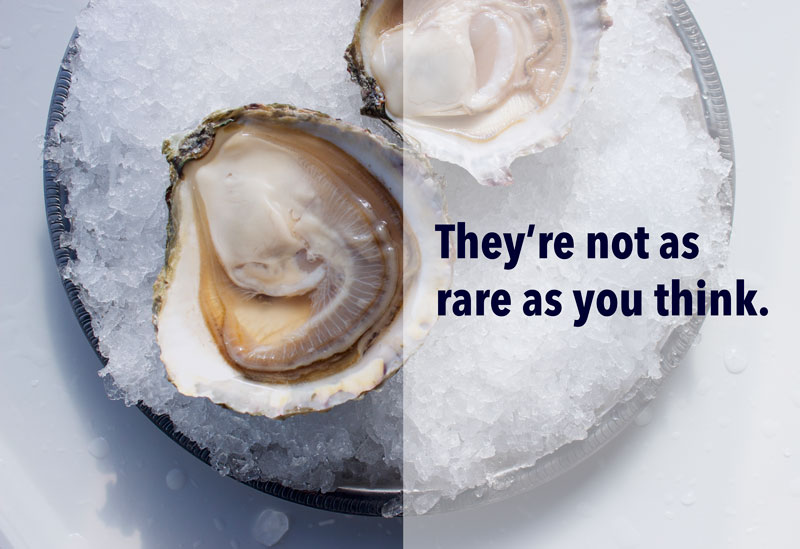 Where do Belon Oysters come from and are they that rare? Pangea