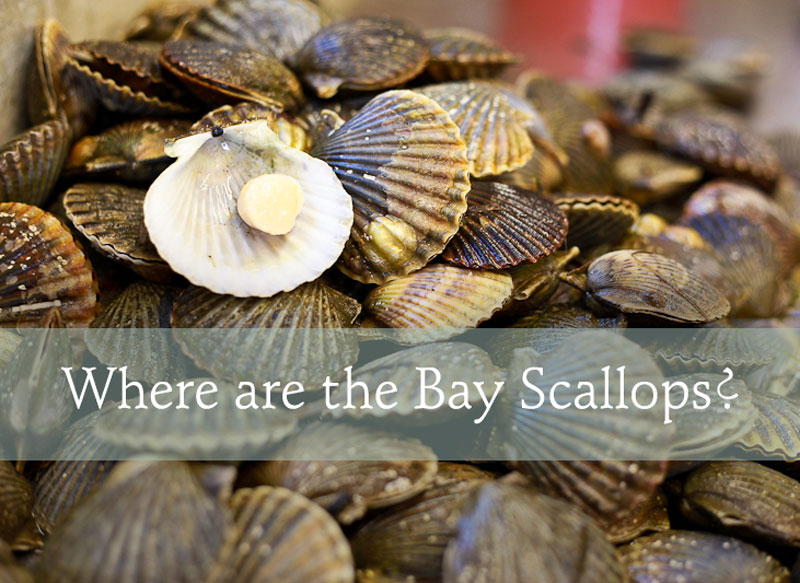 Where are the Nantucket and Vineyard bay scallops? Pangea Shellfish