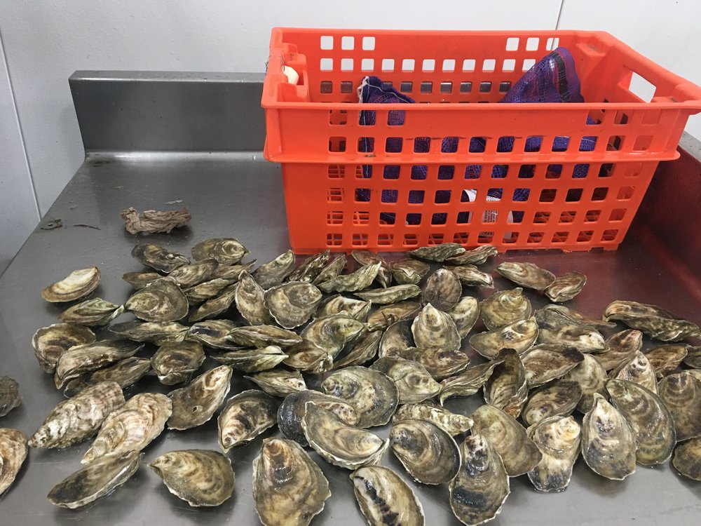 How long do oysters stay fresh? Pangea Shellfish Company
